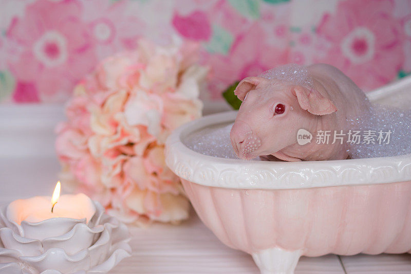 一只在洗澡的豚鼠