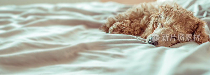 狮子狗正躺在床上睡觉，在午睡。