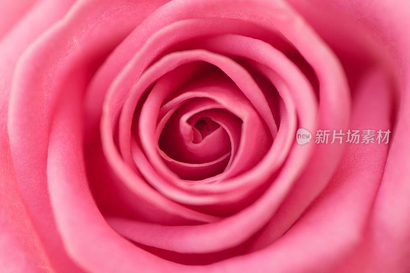 一朵盛开的粉红色玫瑰的详细特写