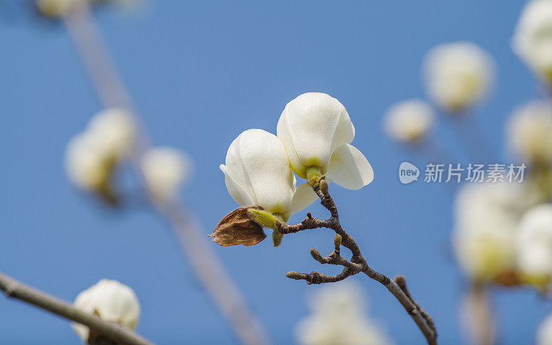 春花系列，蓝天背景的白玉兰，白玉兰是上海的市花。