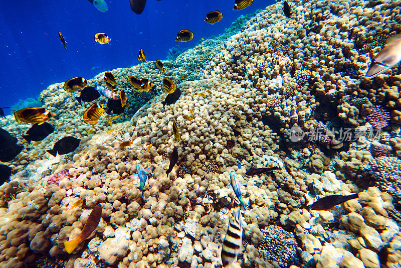 热带鱼类水下