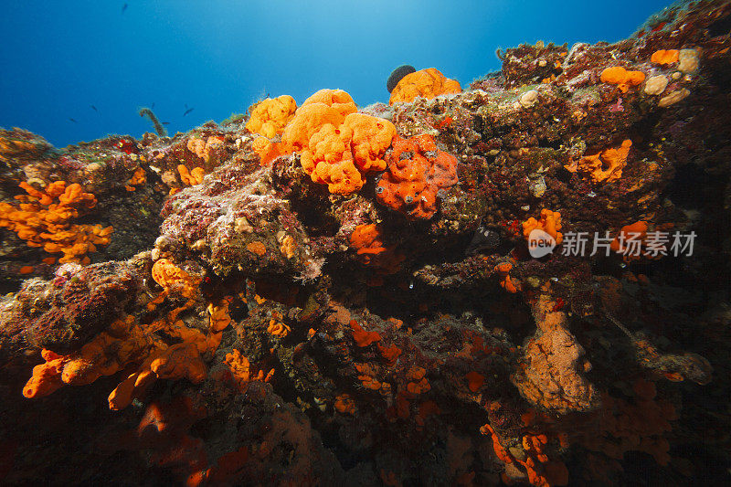 海洋生物水下呼吸器潜水员视角地中海