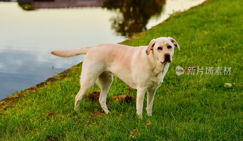 英国乡村的拉布拉多寻回犬