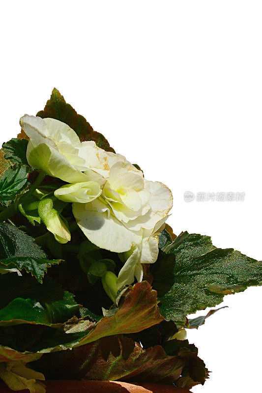 开花的白色杂交矮牵牛花在一个花盆，白色的背景