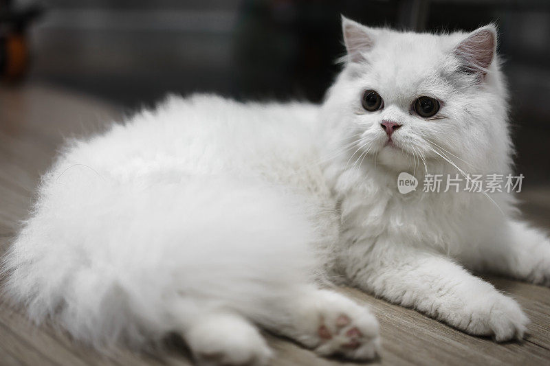 特写的脸白色的波斯猫看着感兴趣的脸在兽医诊所的木地板上。