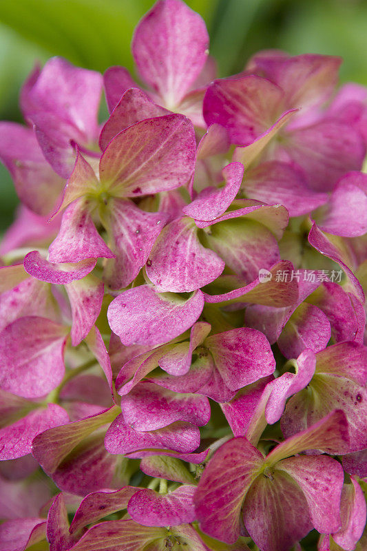 绣球花macrophylla