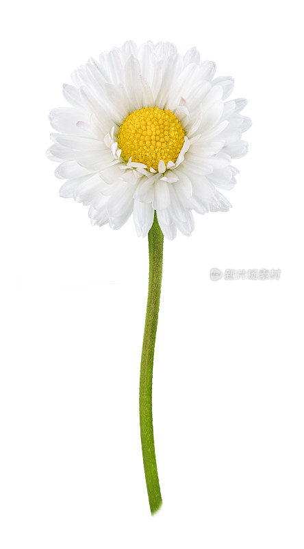 雏菊花孤立在白色上