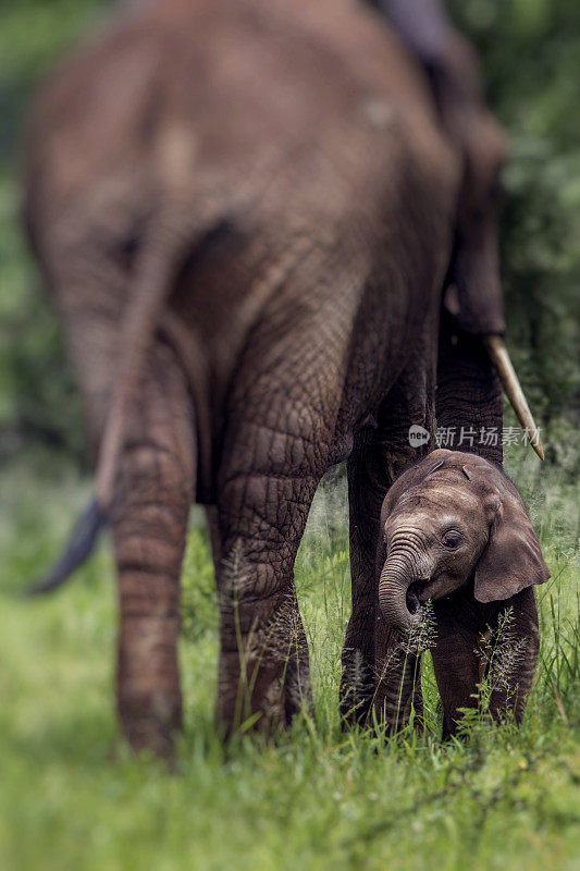 坦桑尼亚塔兰吉尔国家公园，非洲象妈妈和小象在大草原上行走