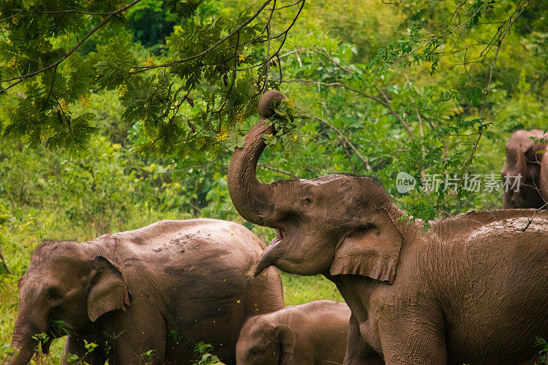 图为泰国奎布里国家公园的一群大象。