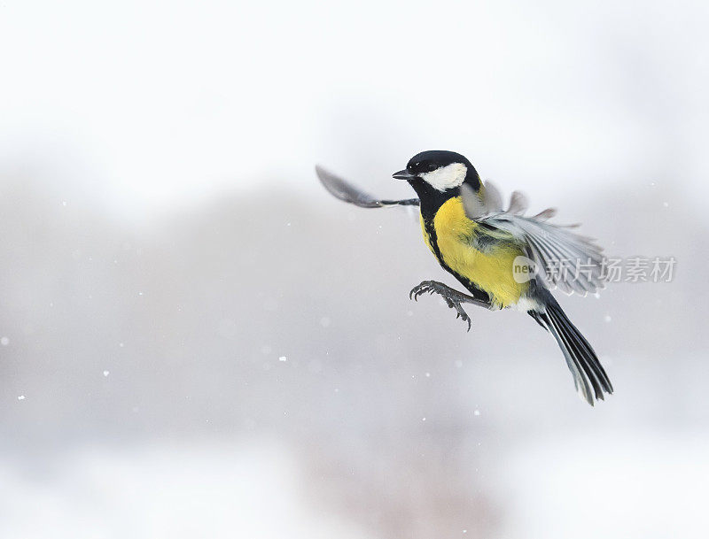 可爱的小鸟在雪中张开翅膀飞翔