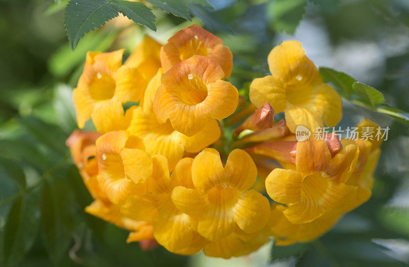 黄花植物特写