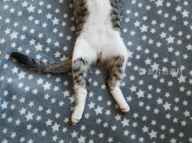 顶视图在裁剪白色小猫睡在毛皮灰色毯子上