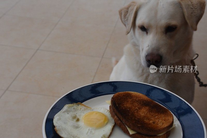 狗会吃早餐