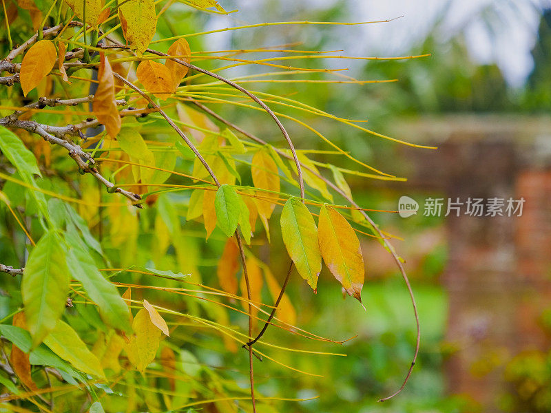 一般的秋天秋天季节十月十一月十二月叶颜色风景美丽自然