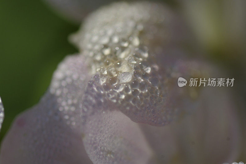 雨滴落在花瓣上