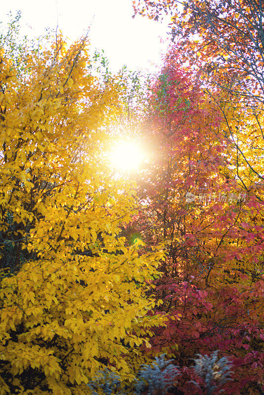秋天的树和阳光温暖的日子在复古的颜色