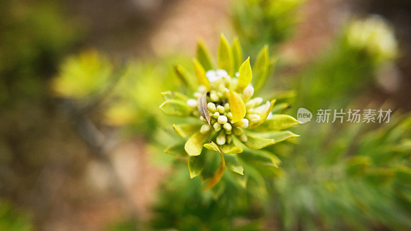 小的野花