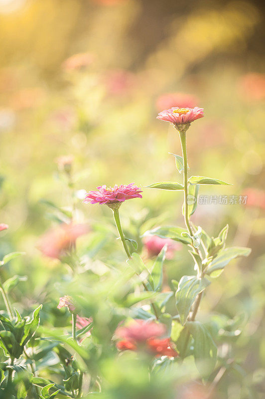 阳光下花园里五颜六色的百日菊