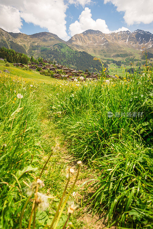 瑞士的瓦莱高山草甸
