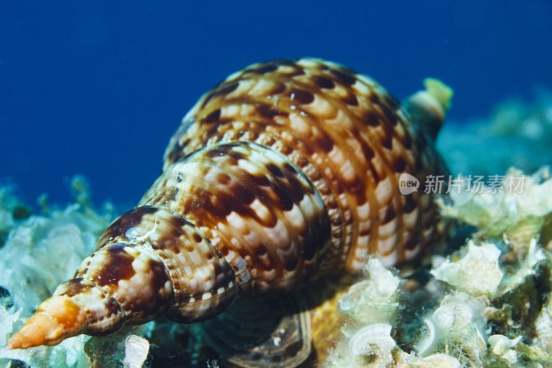海神贝壳海洋生物水下呼吸器潜水员视角地中海