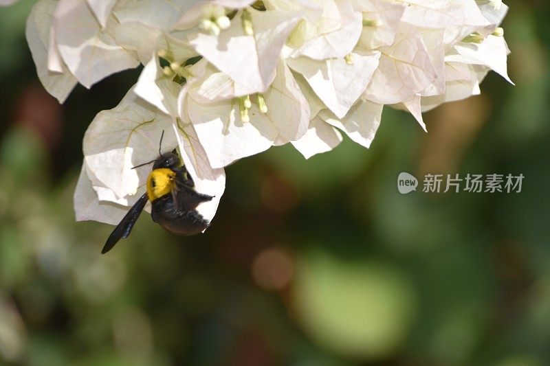 黄色的大黄蜂靠近一朵白色的花