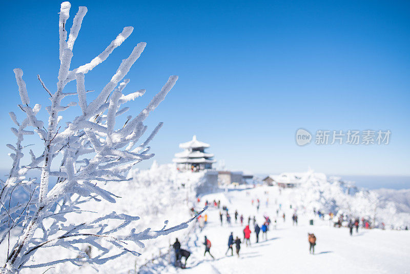 冬山，树上结霜