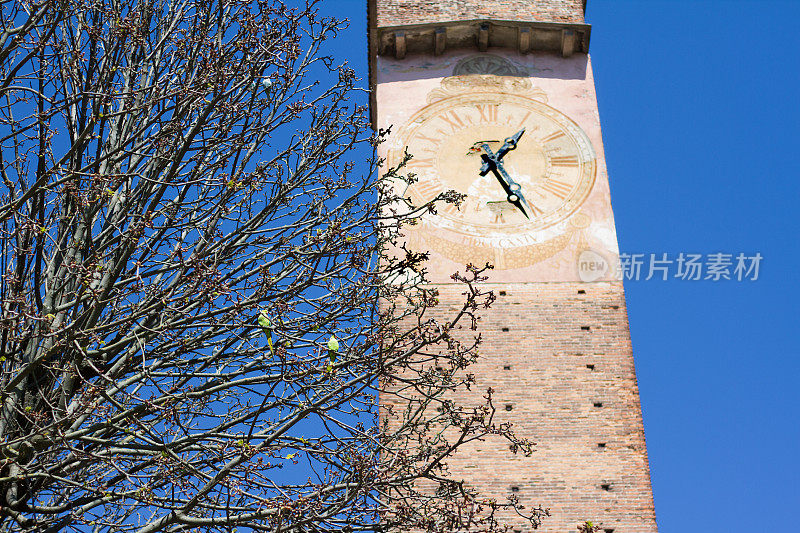 意大利帕维亚:中世纪钟楼、树、鹦鹉、蓝天