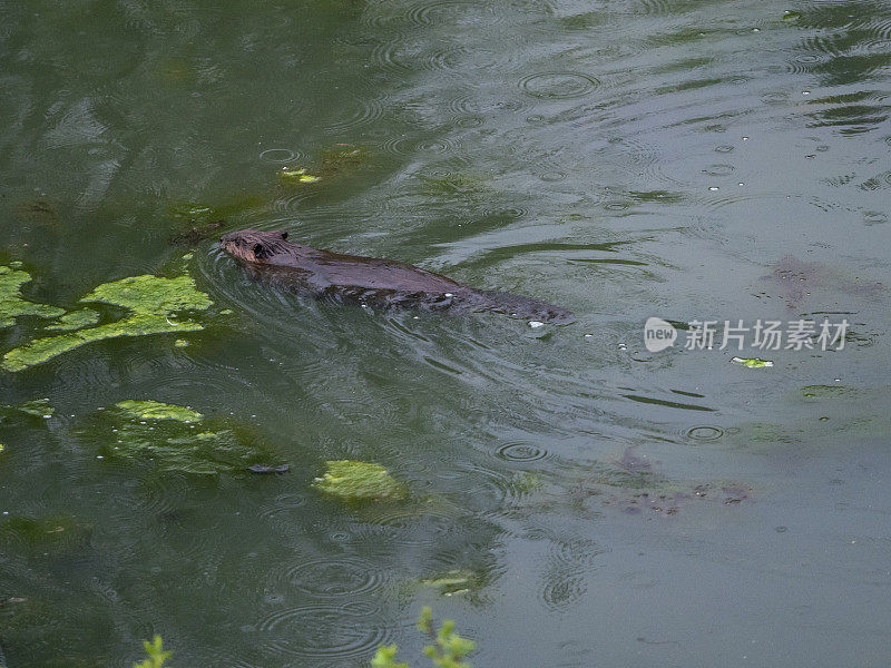 海狸北美蓖麻加拿大在池塘里游泳