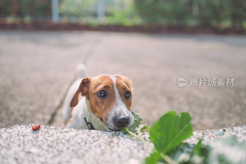 顽皮的杰克罗素梗狗在花园里玩耍