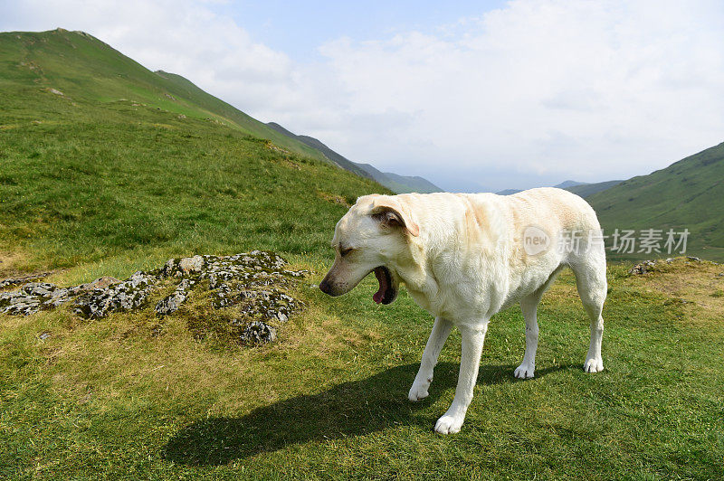 在湖区山区的拉布拉多寻回犬