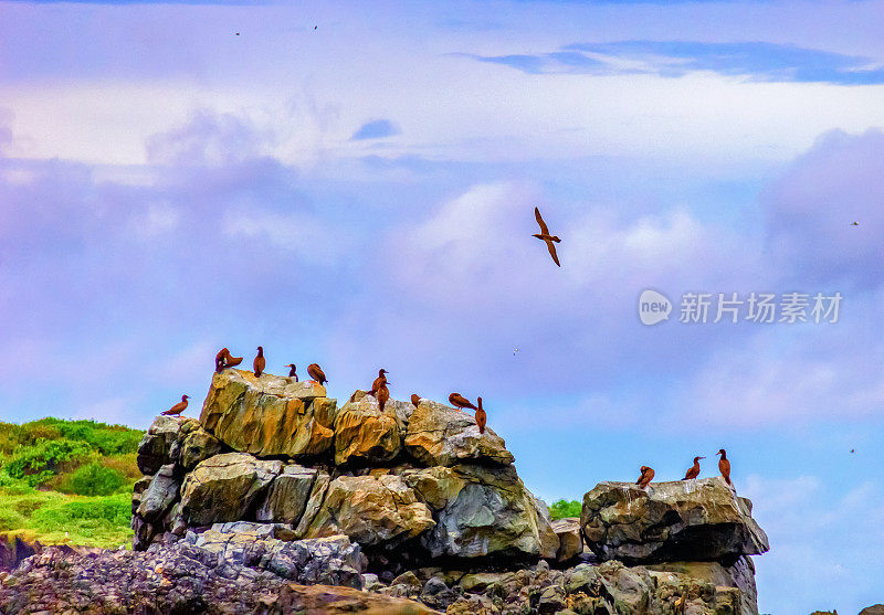鸟儿们在费尔南多・迪诺罗尼亚旁边的一块大石头上休息。