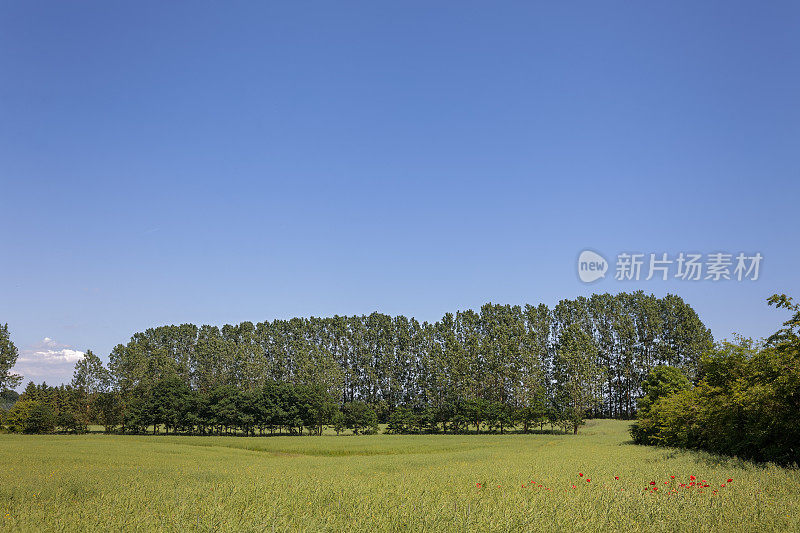 田野里有罂粟花和活树篱