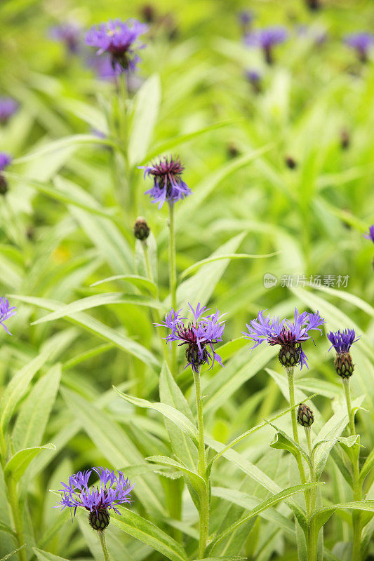 蒙大拿矢车菊紫色野花盛开