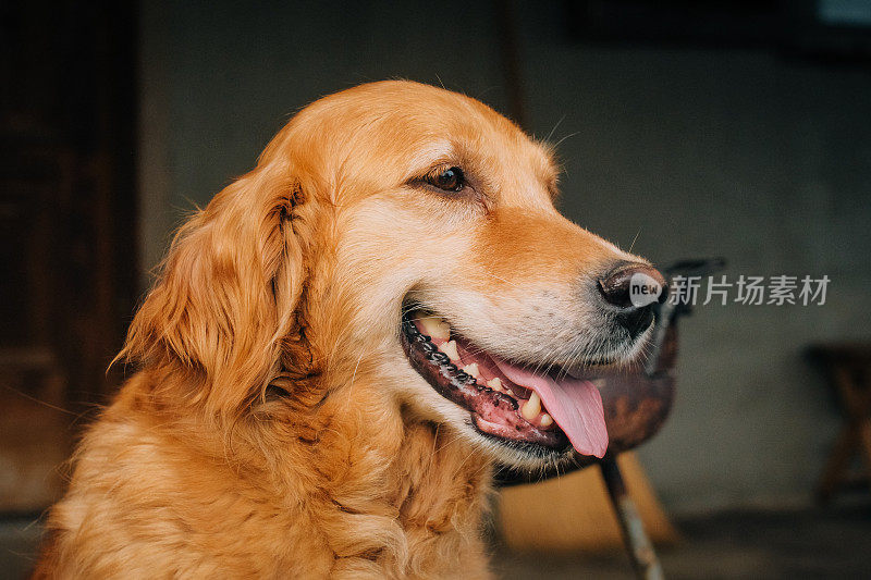 年轻漂亮的金毛猎犬在镜头前大笑