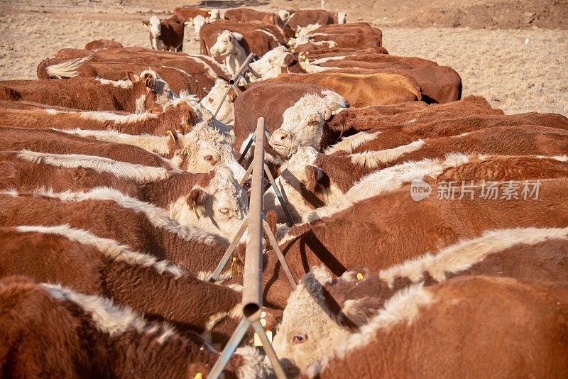 干旱期间用草喂食的肉牛和小母牛