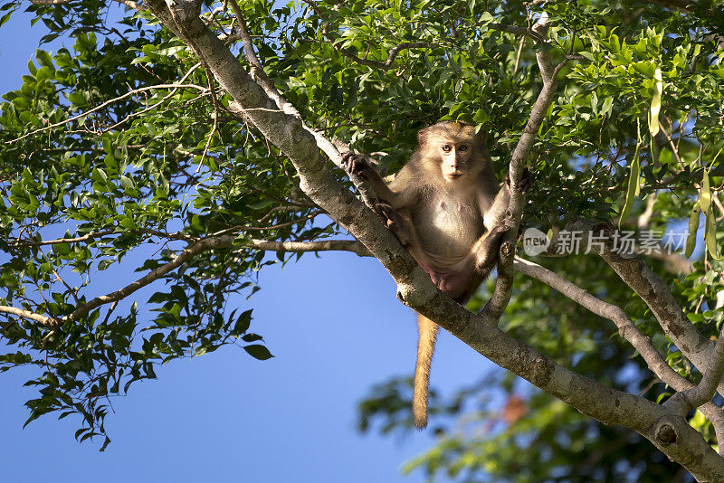 越南岘港市松特拉半岛上的猴子