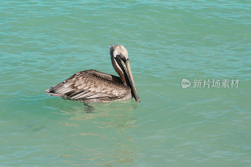 在墨西哥坎昆加勒比海碧绿的海水中游泳的棕色鹈鹕。