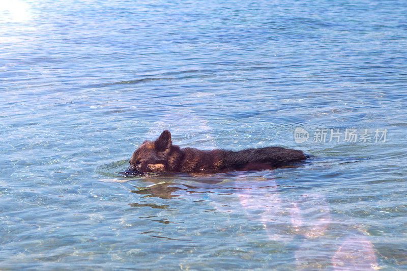 狗在海里游泳。阳光明媚的夏天。

照片
狗在海里游泳。