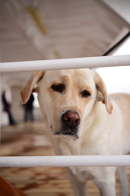 船上甲板上的拉布拉多寻回犬