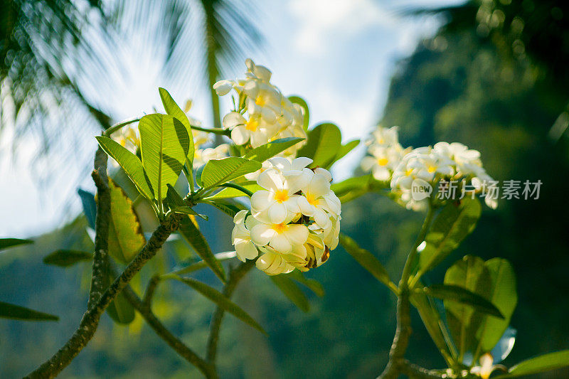 热带白兰花