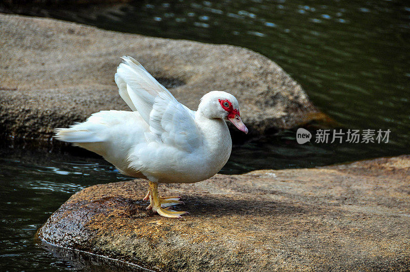 海南Yanoda公园里的鸭子