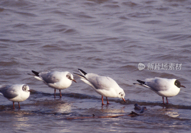 冬季的黑头鸥