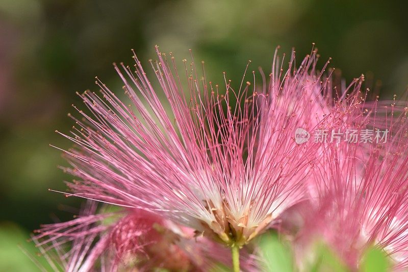 一朵花的特写