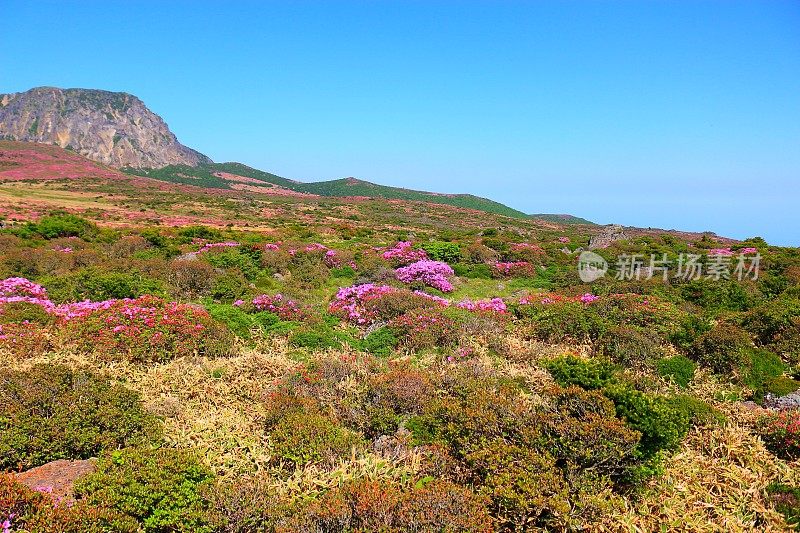 汉拿山，杜鹃花，春天