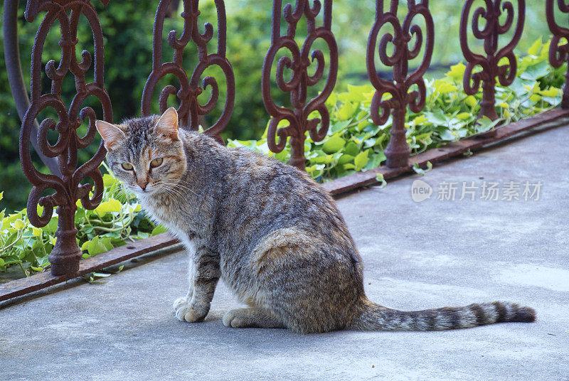 阳台上的猫