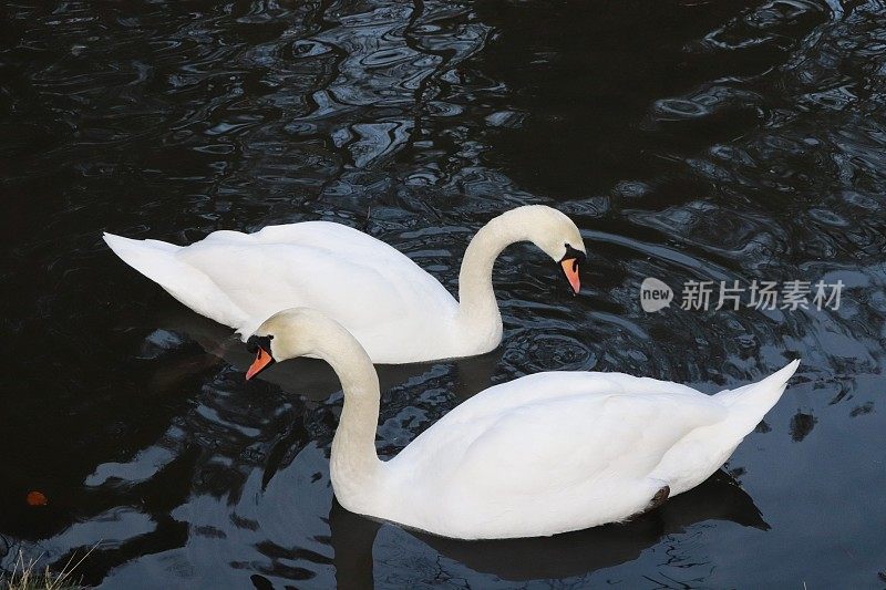 池塘里的天鹅，冬天在树林里部分结冰