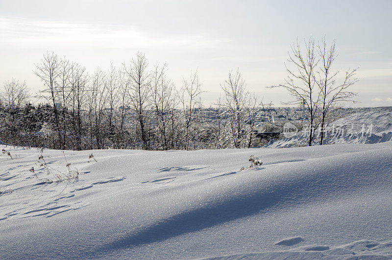 冬天白天没有树叶和白雪的树