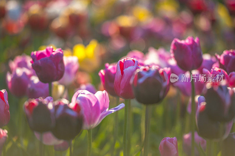 在荷兰，春天的夕阳下，田野里五颜六色的郁金香花品种繁多