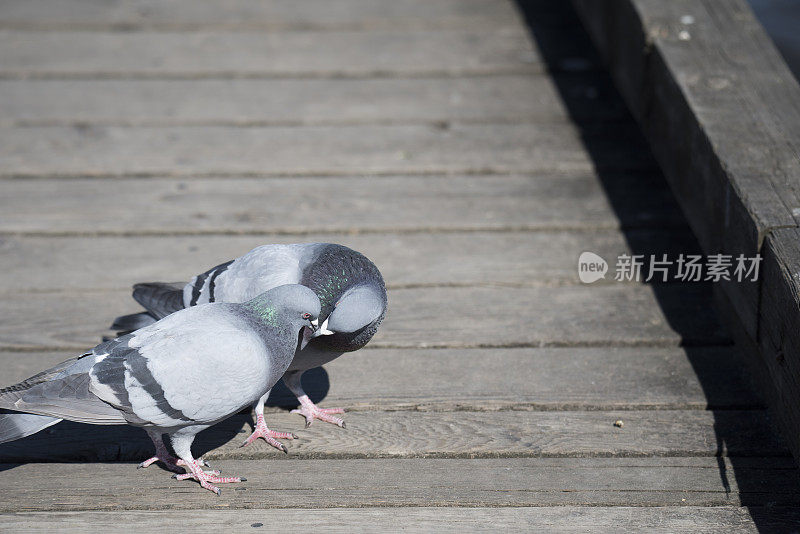 鸽子夫妇