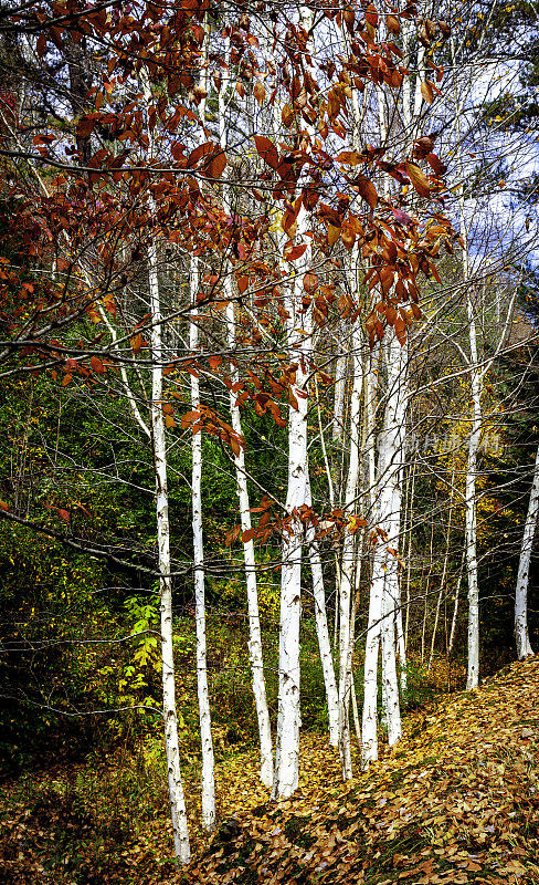白桦树，红叶和秋叶颜色-烟雾